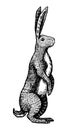 Wild hare or brown rabbit stands on its hind legs. European Bunny or cowardly coney. Hand drawn engraved old animal