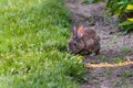 Wild hare eats grass and flowers in a garden Royalty Free Stock Photo