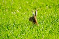 Wild hare in the field Royalty Free Stock Photo