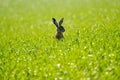 Wild hare in the field Royalty Free Stock Photo