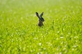 Wild hare in the field