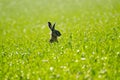 Wild hare in the field Royalty Free Stock Photo