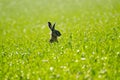 Wild hare in the field