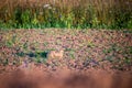 Wild hare in a field Royalty Free Stock Photo
