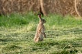 Wild Hare In Field Royalty Free Stock Photo