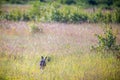 Wild hare in a field Royalty Free Stock Photo