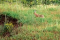 Wild hare in a field Royalty Free Stock Photo
