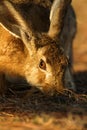 A wild hare is grazing on a grassland in the evening Royalty Free Stock Photo