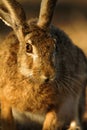 A wild hare is grazing on a grassland in the evening Royalty Free Stock Photo