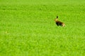 Wild hare in a green field Royalty Free Stock Photo