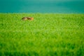 Wild hare in a green field Royalty Free Stock Photo