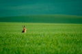 Wild hare in a green field Royalty Free Stock Photo