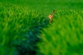 Wild hare in a green field Royalty Free Stock Photo