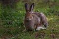 Wild hare Royalty Free Stock Photo