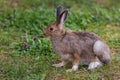 Wild hare Royalty Free Stock Photo