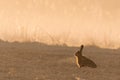 Wild hare in morning backlight on field with fog Royalty Free Stock Photo