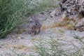 Wild hare near bush Royalty Free Stock Photo