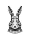 Wild hare or rabbit. Cute Bunny or coney. Hand drawn engraved old sketch for T-shirt, tattoo or label or poster. Animal