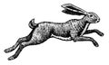 Wild hare or rabbit is jumping. Cute Bunny or coney runs away. Hand drawn engraved old sketch for T-shirt, tattoo or Royalty Free Stock Photo