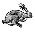 Wild hare or rabbit is jumping. Cute Bunny or coney runs away. Hand drawn engraved old sketch for T-shirt, tattoo or