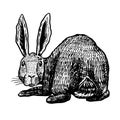 Wild hare. Rabbit looks back. Bunny or coney. Hand drawn engraved old animal sketch for T-shirt, tattoo or label or