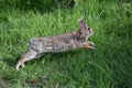 Wild Hare