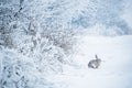Wild hare sitting in snow Lepus europaeus