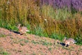 Wild hares running in a field