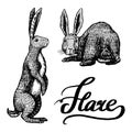 Wild hares. Rabbits sits and stands on its paws. Forest bunny or coney. Hand drawn engraved old sketch for T-shirt