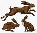 Wild hares. Rabbits are sitting and jumping. Forest bunny or coney. Hand drawn engraved old sketch for T-shirt, tattoo