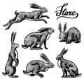 Wild hares set. Rabbits are sitting and jumping. Forest bunny or coney Collection. Hand drawn engraved old sketch for T