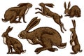 Wild hares set. Rabbits are sitting and jumping. Forest bunny or coney Collection. Hand drawn engraved old sketch for T