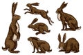 Wild hares set. Rabbits are sitting and jumping. Forest bunny or coney Collection. Hand drawn engraved old sketch for T