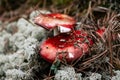 Wild harvest season. Edible mushrooms with red cap. Russula mushroom in autumn forest, surrounded by moss, pine needles Royalty Free Stock Photo