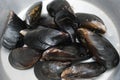 Wild harvested, fresh black mussels. Royalty Free Stock Photo