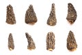 Wild Harvested Morel Mushrooms Trimmed and Dried on White Background