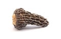 Wild Harvested Morel Mushrooms Trimmed and Dried on White Background Royalty Free Stock Photo