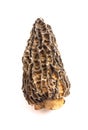 Wild Harvested Morel Mushrooms Trimmed and Dried on White Background Royalty Free Stock Photo