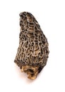 Wild Harvested Morel Mushrooms Trimmed and Dried on White Background Royalty Free Stock Photo