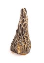 Wild Harvested Morel Mushrooms Trimmed and Dried on White Background