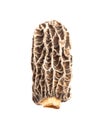 Wild Harvested Morel Mushrooms Trimmed and Dried on White Background