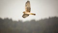 Wild Hawk Flying Over Forest, Color Image