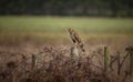 Wild Hawk in Nature Royalty Free Stock Photo