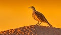 Wild hawk perching on sand, back lit by sunset beauty generated by AI