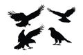 Wild Hawk vector design on a white background. Hawks flying silhouette bundle design. Wild Falcon flying silhouette set vector.