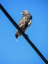 A wild hawk watches around, sitting on an electric wire Royalty Free Stock Photo