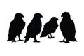 Wild hawks sitting silhouette set on a white background. Carnivore wild hawk silhouette bundle design. Predator falcon sitting in