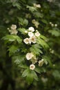 Wild hawthorn branch in white flowers in spring