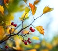 Wild hawthorn close-up on a branch in autumn. Macro shot. Autumn background. Very shallow focus