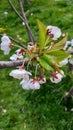 Wild hawthorn flowers - pretty in a bunch